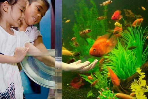 Океанариум в Паттайе 8 Шоу выдр в Underwater World Pattaya