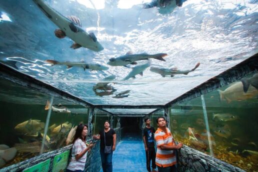 Океанариум Монстров 6 Рыбный туннель в Monster Aquarium Pattaya