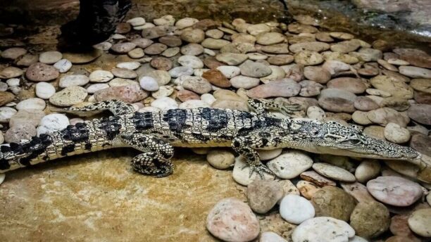 Океанариум Монстров 2 Monster Aquarium Pattaya для всей семьи