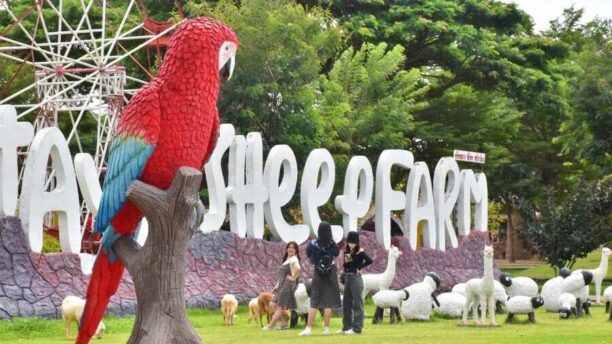 Овечья ферма в Паттайе 2 Pattaya Sheep Farm для всей семьи