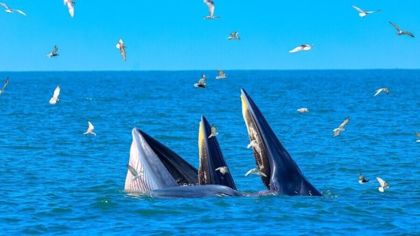 Все любят китов 7 Поиск китов во время морской экскурсии