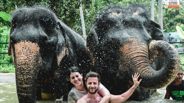 СПА со слонами 2 СПА со слонами в Elephant Jungle Sanctuary Pattaya