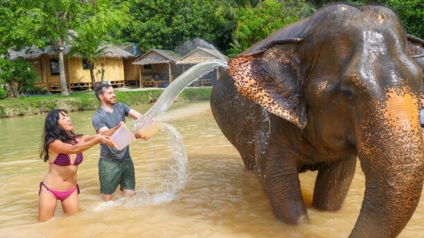 СПА со слонами 3 Кормление слонов в Elephant Jungle Sanctuary Pattaya
