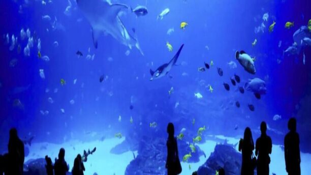 Паттайя за 1 день 5 Океанариум Underwater World Pattaya